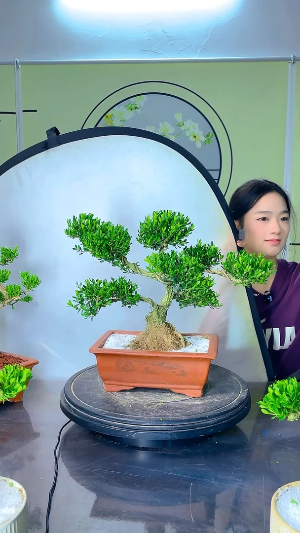 不开花植物广东雀舌黄杨