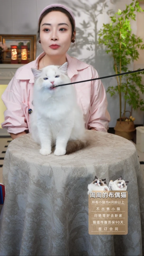 布偶猫周周家的布偶猫链接琳娜贝尔