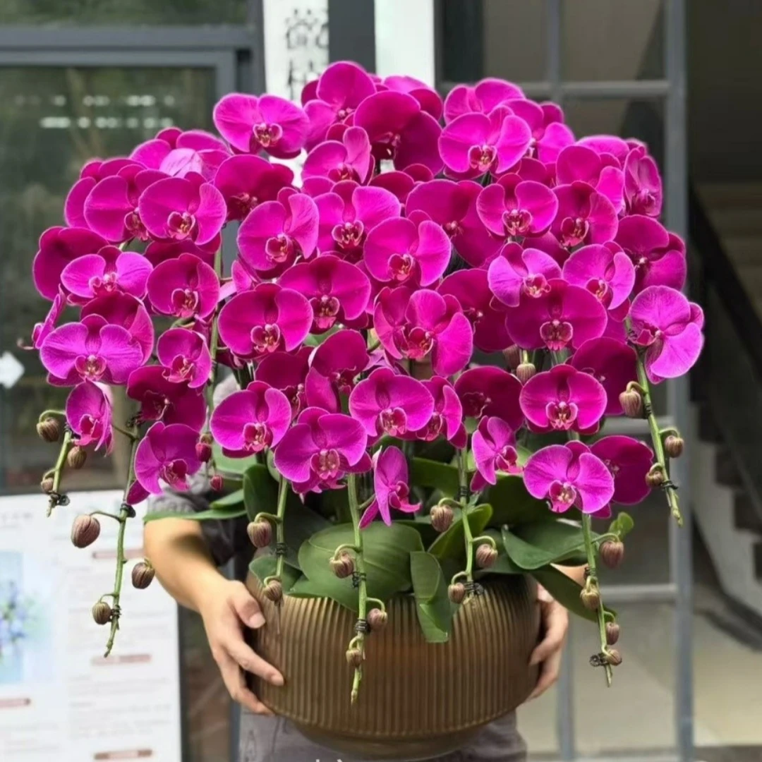 蝴蝶兰【大辣椒】，3.5寸杯无花无梗，叶片大而脆易开裂，介意勿拍