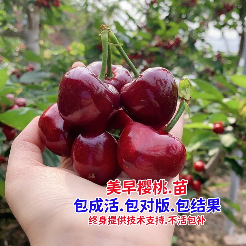 美早大樱桃苗嫁接矮化车厘子树苗盆栽大果樱桃树苖南方北方当年结
