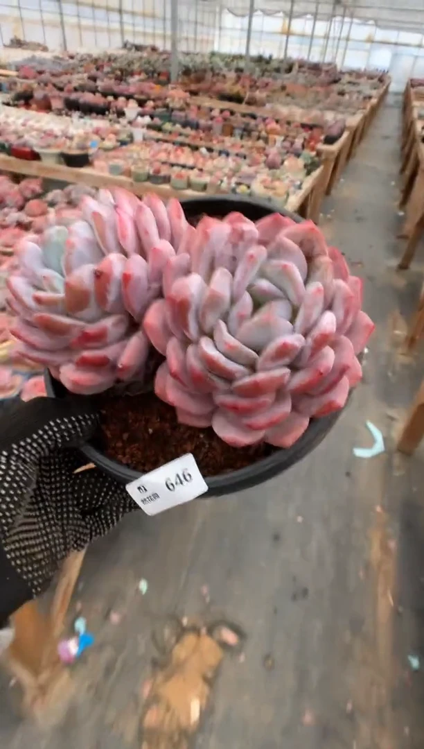 646韩橙一物一拍