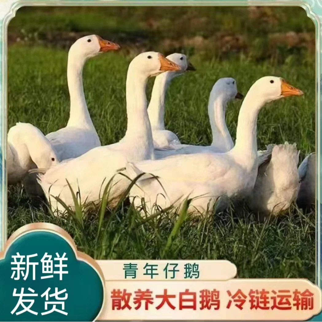 【兵哥】农家散养大鹅 仔鹅 单只净重4.5-5斤 带心肝