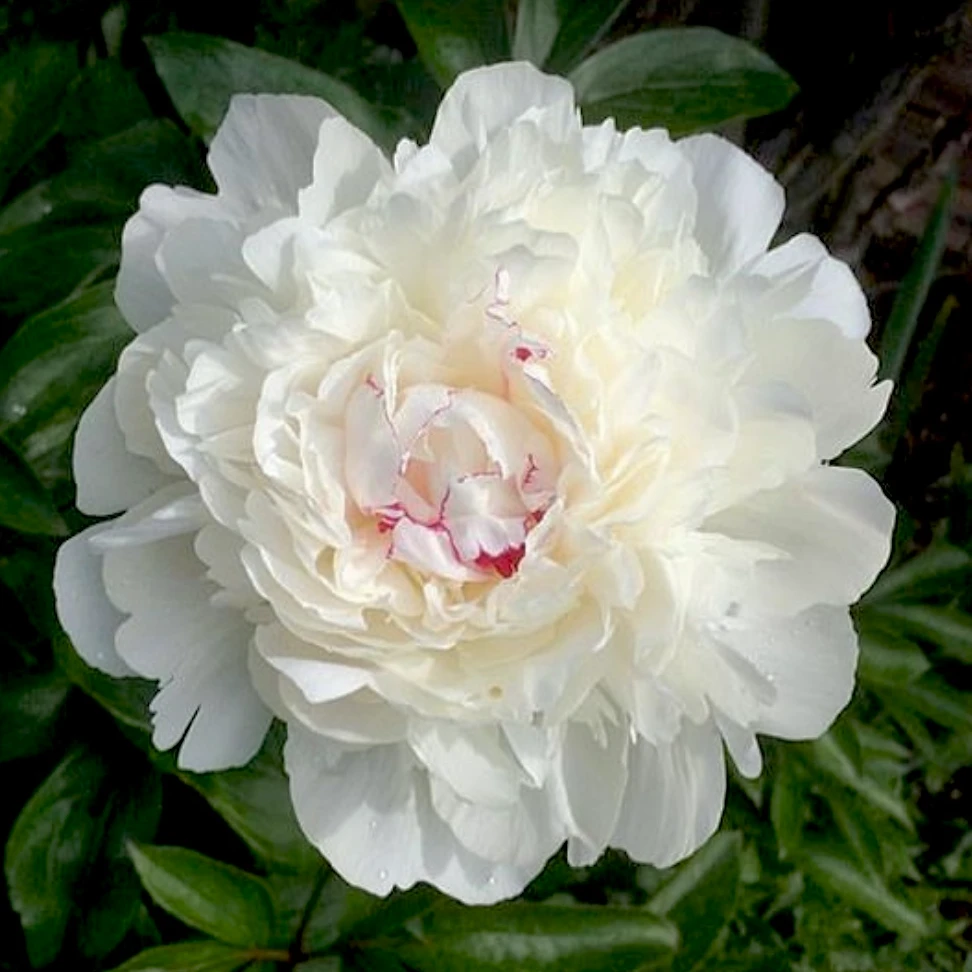 【进口芍药种苗-嘉年华】复色晚期 种植耐冻 秋季裸根发苗 包对版