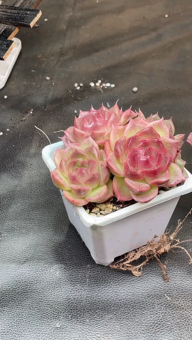 26-51 紫冰翡群5-6厘米不包整散量拍发一颗