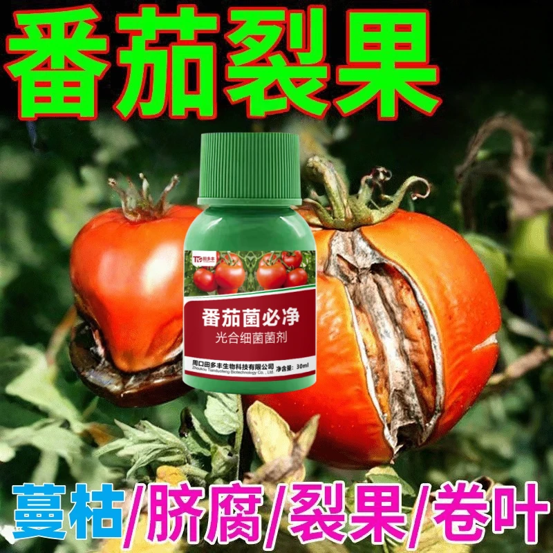 番茄专用番茄炭疽番茄白粉早晚疫病灰霉霜霉西红柿专用