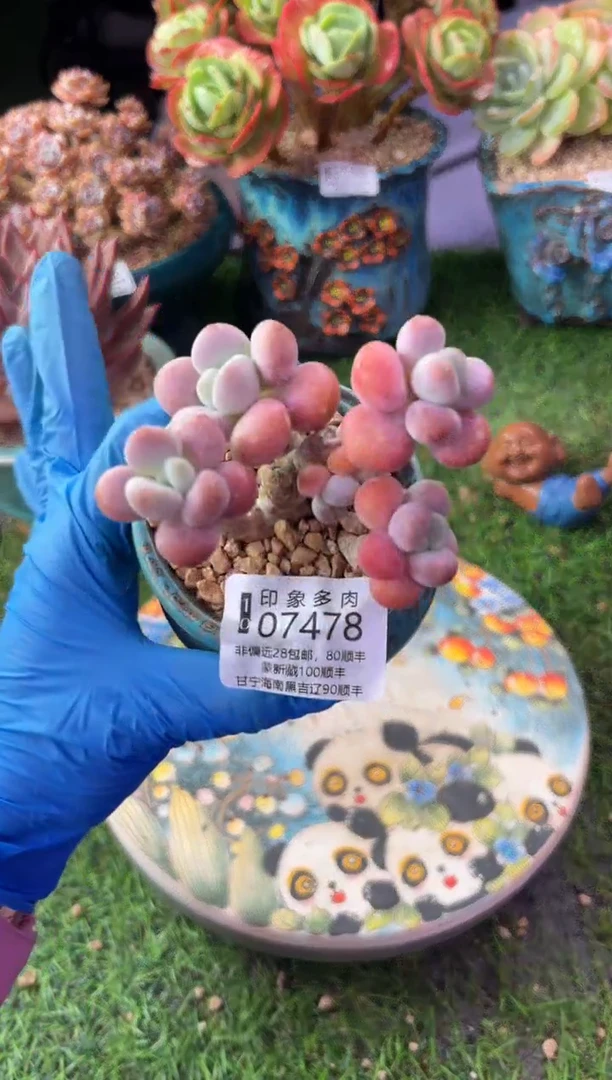 昆明印象多肉07478