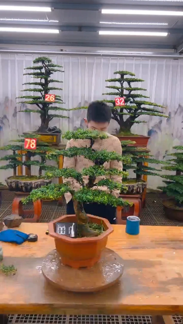 无花朵精品盆景直播间一物一拍