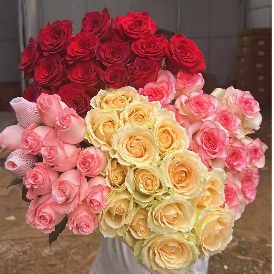 【50枝鲜花福利】10枝香槟+10枝红玫瑰+10枝粉玫瑰+20枝康乃馨