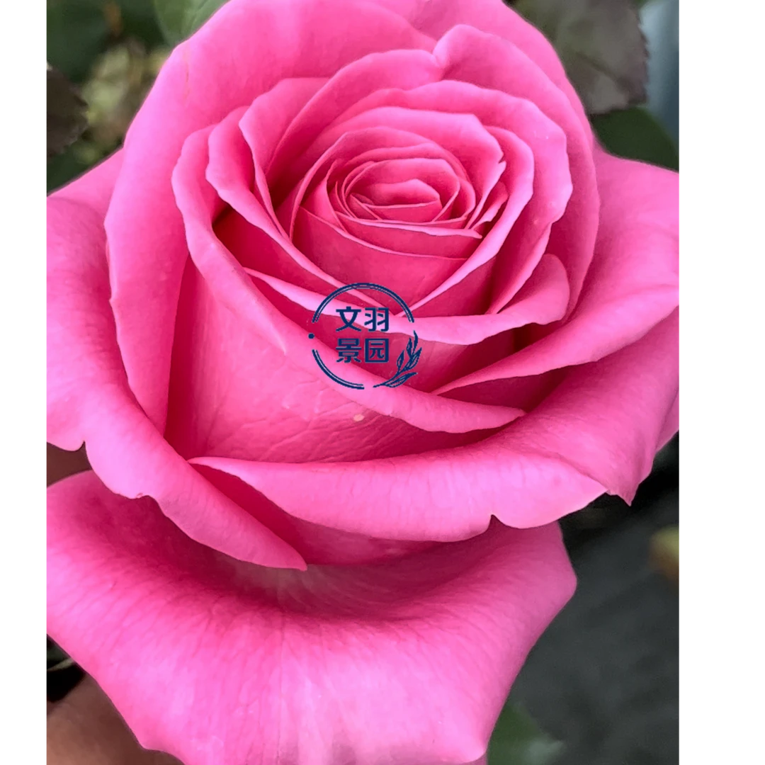 文羽景园【克莱尔】切花月季多季节重复开花