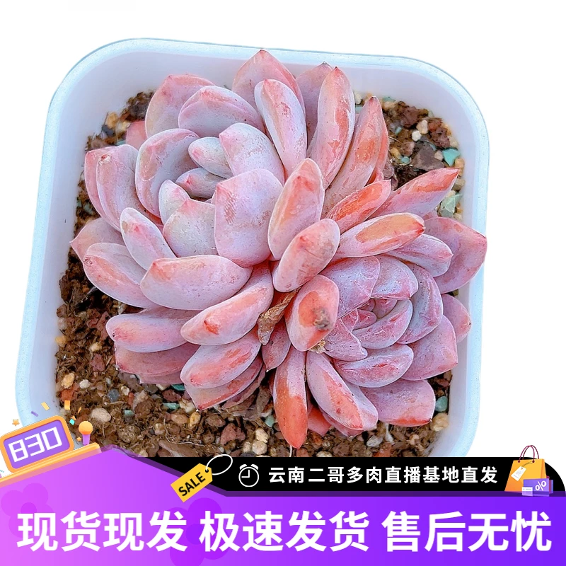 【精控雪天使】【满9.9包邮】星花怒放阳台露台办公多肉植物栽种养护