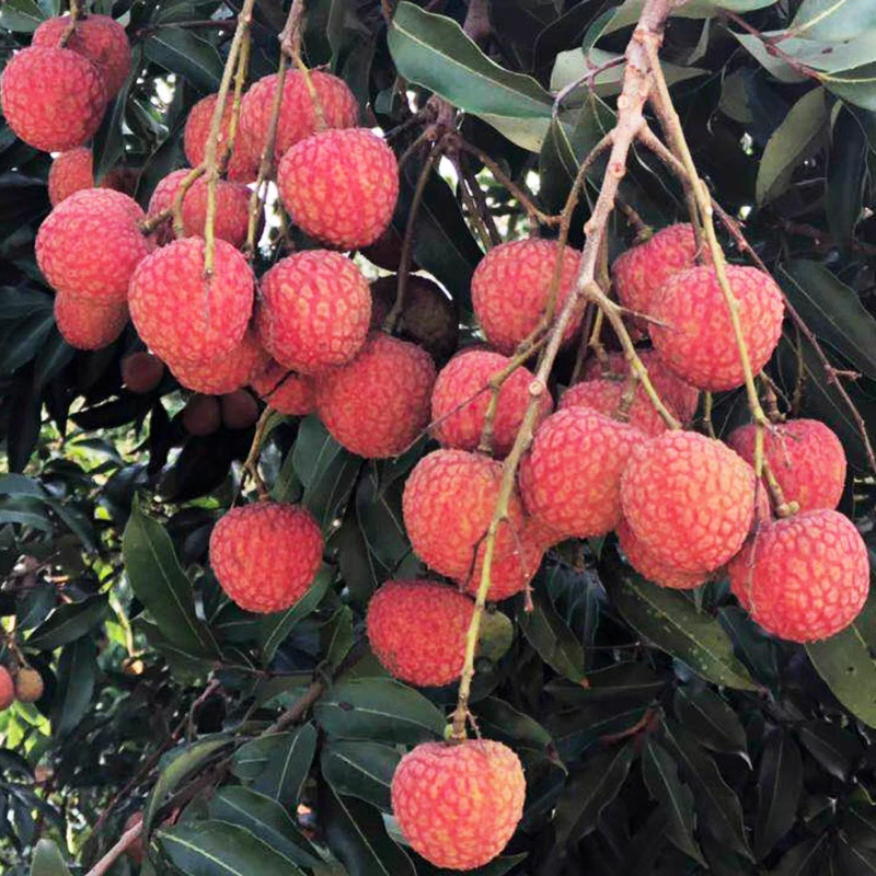 【送货到家】白糖罂荔枝纯甜可选双拼好吃不上火三斤五斤荔枝同城送广东省