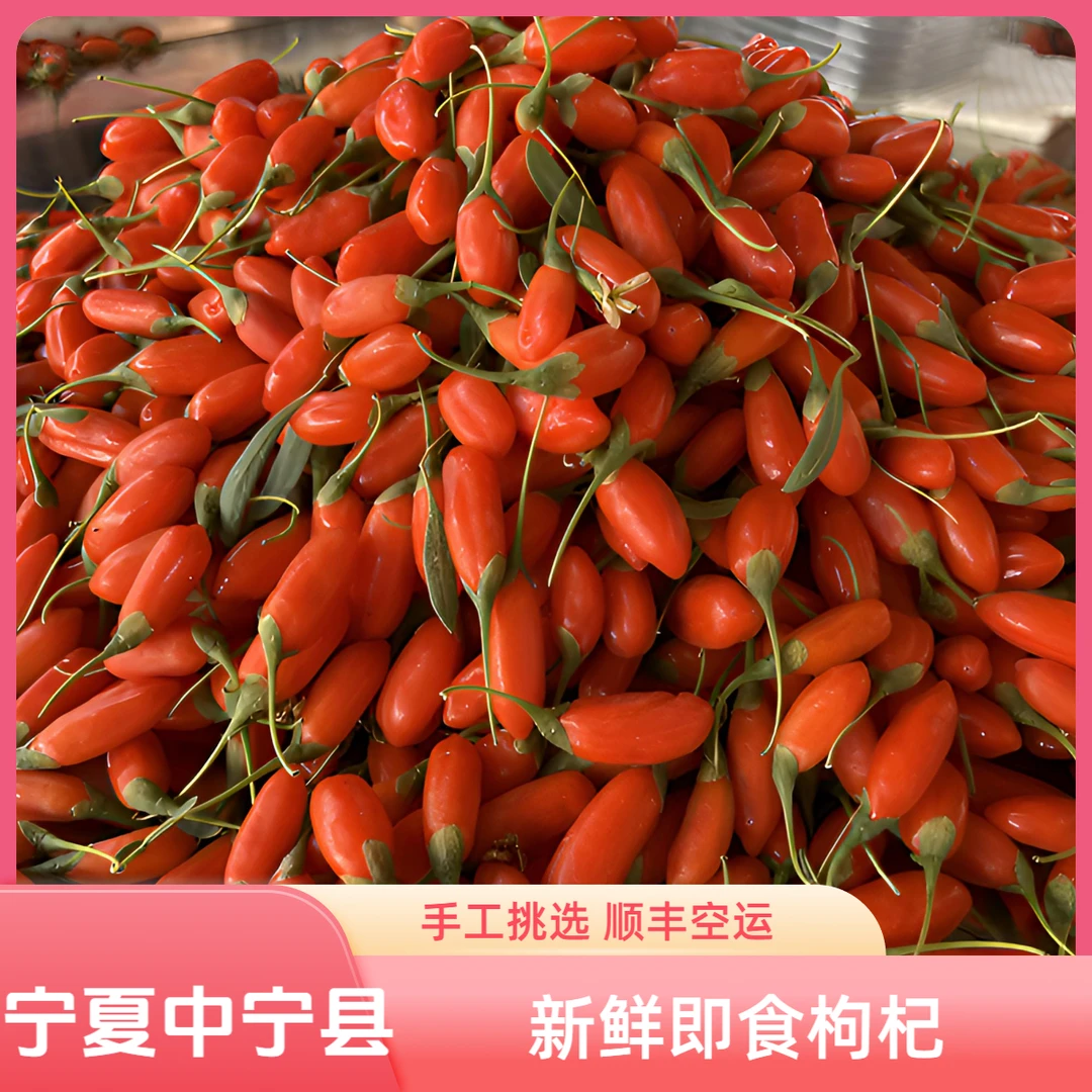 2025年宁夏中宁新鲜头茬大果鲜枸杞子即食大颗粒水果枸杞500g礼盒