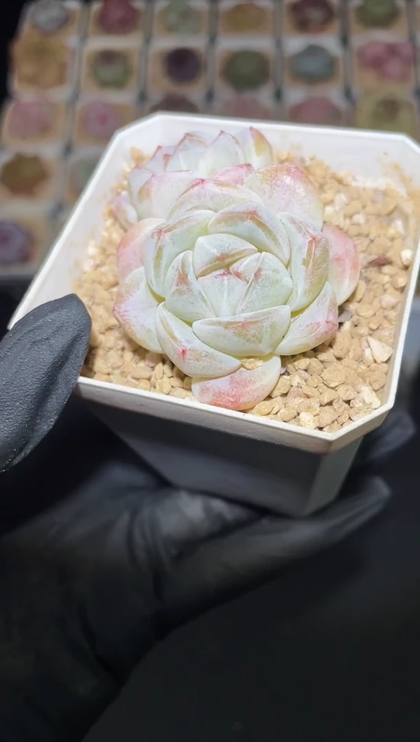 闪购2847 乳白冰玉多肉一颗