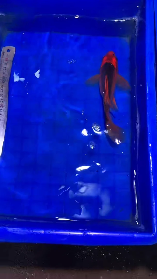 蝴蝶鲤鱼蝴蝶鲤直播选鱼专用链接 凭开箱视频售后