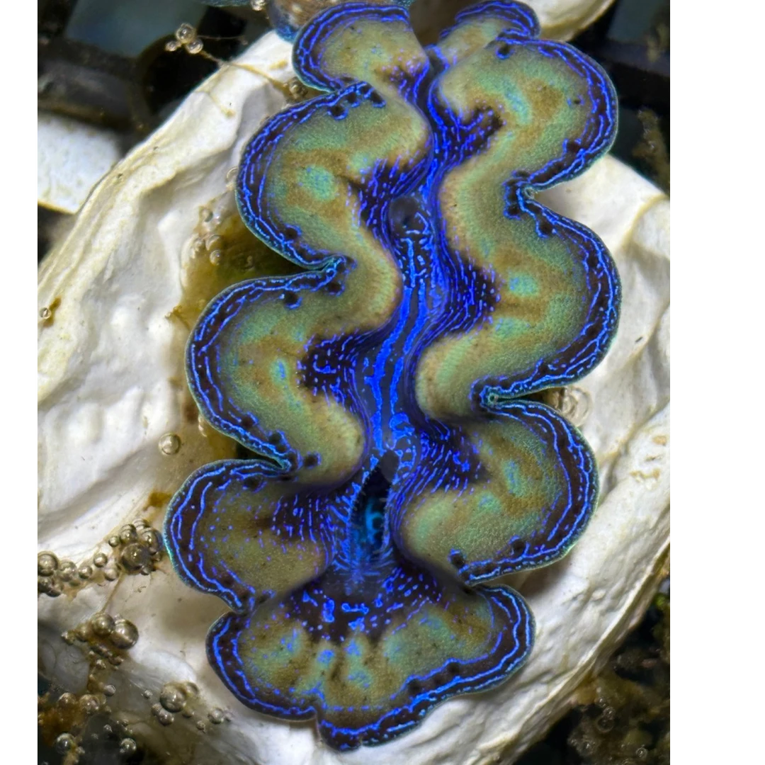 一图一物 现货 海缸装饰基座