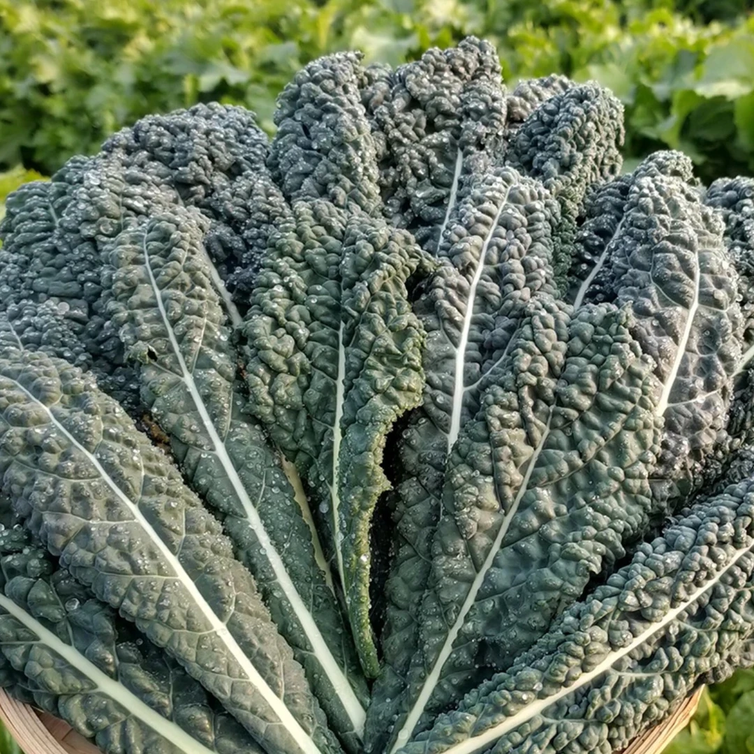 【皱叶菜种子】家庭盆栽地栽小院种植四季种植ttt
