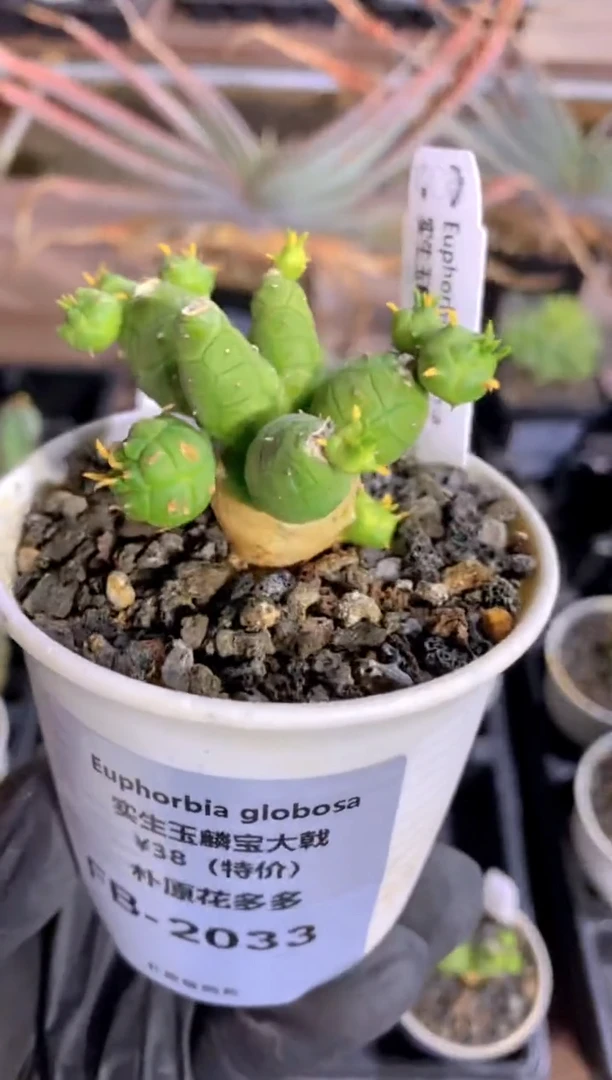 【闪购商品】玉麟宝FB-2033