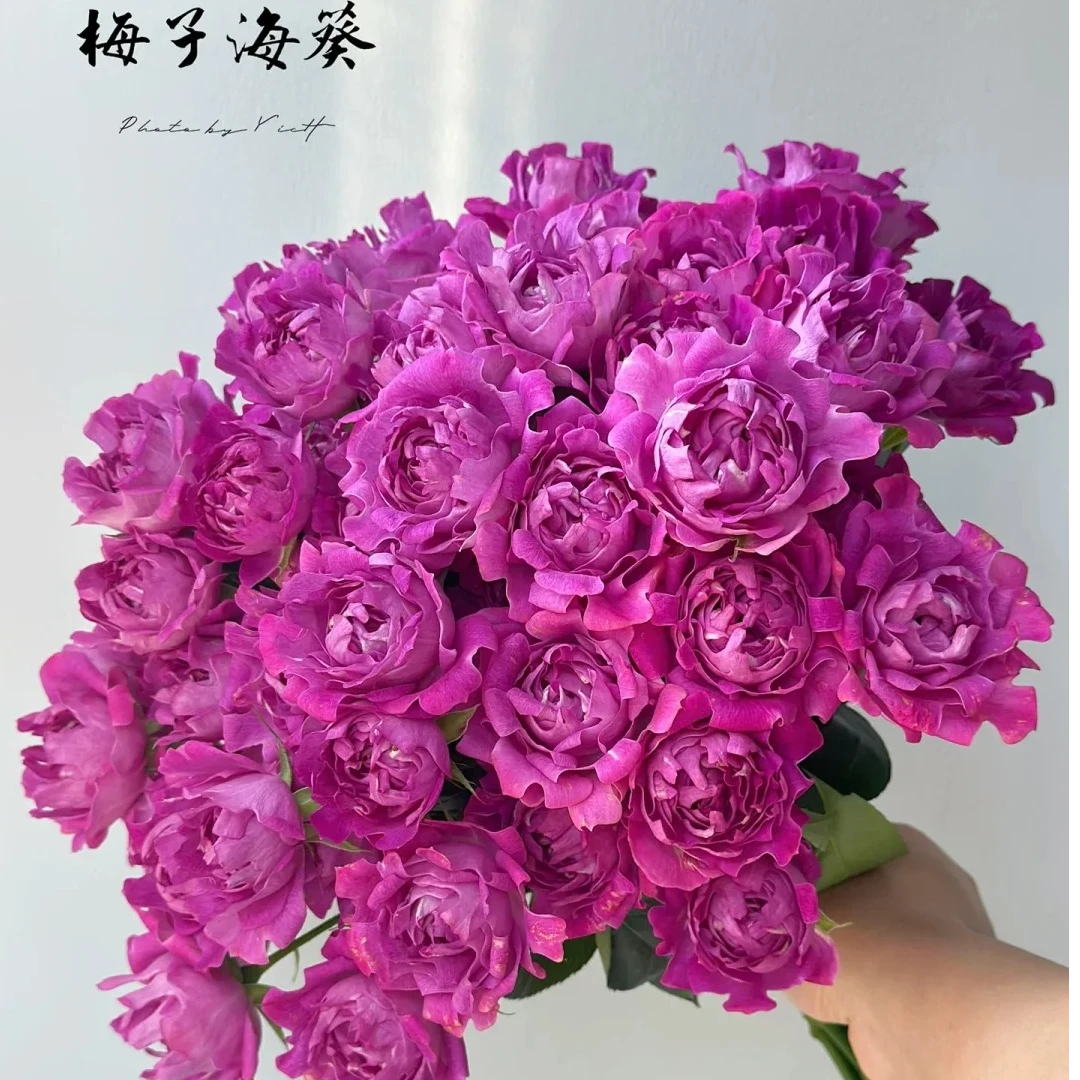 门店俏夕阳多头梅子海葵玫瑰鲜切花云南基地直发顺丰