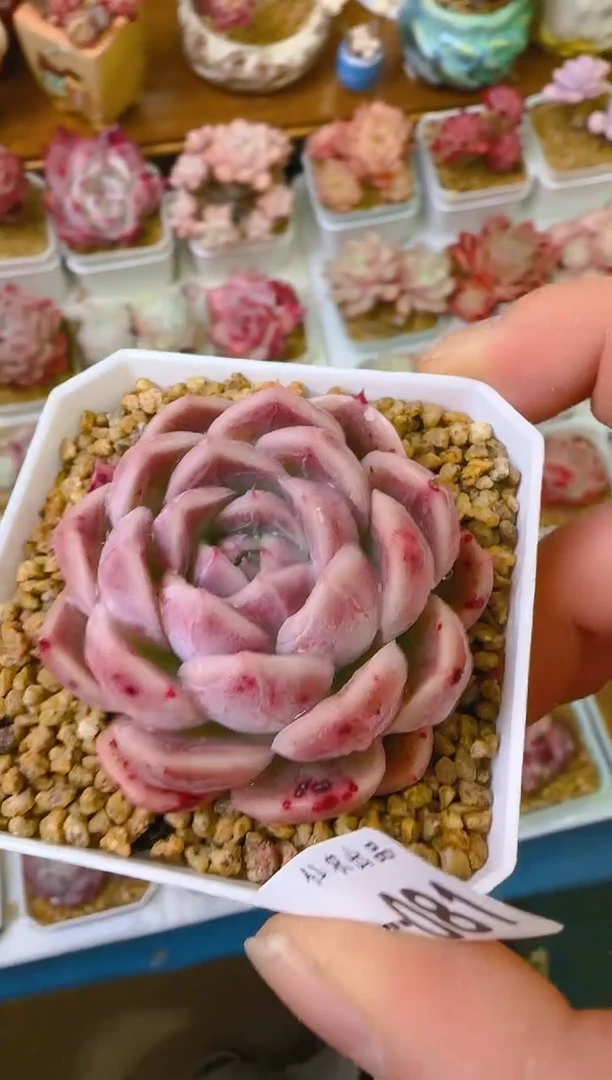 【闪购商品】福—081—仙农（钻）