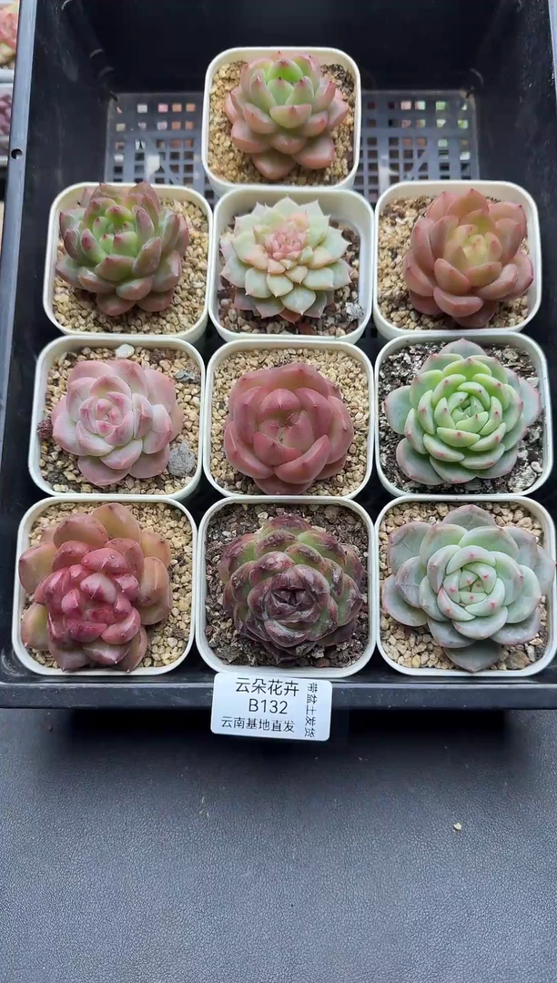 珍妮杂交多肉B132