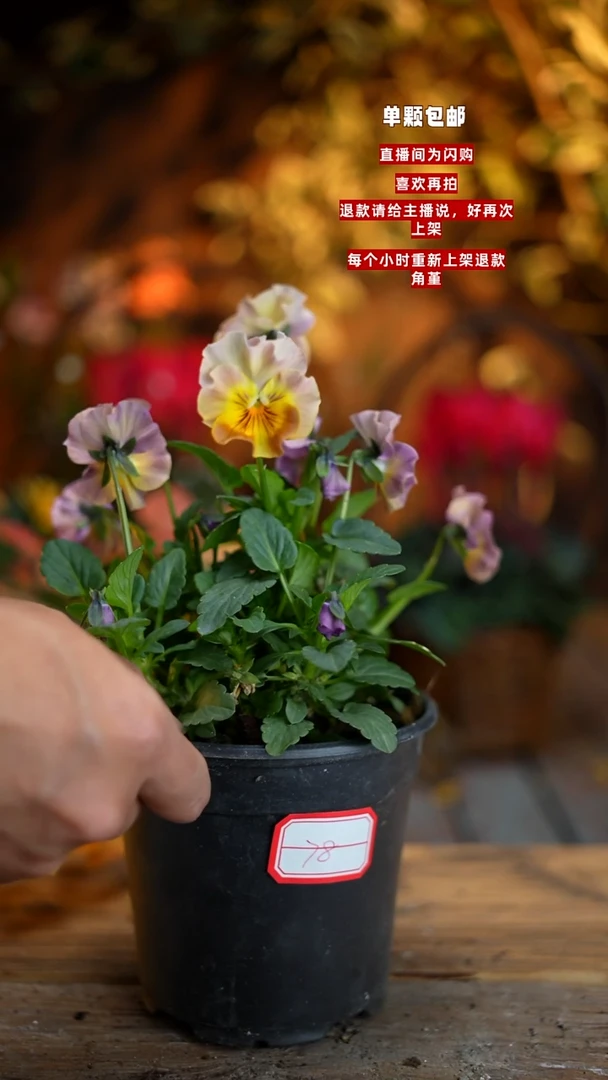 全部花朵00000078