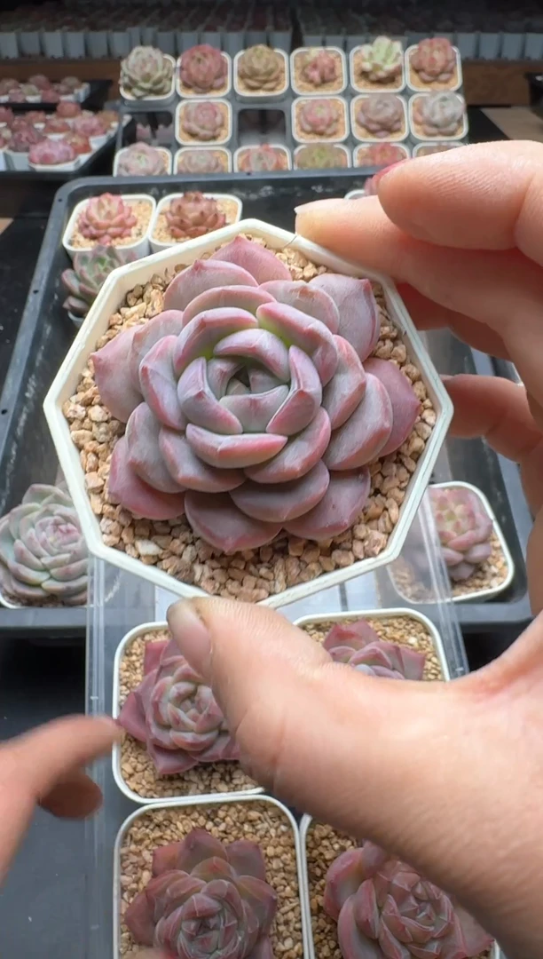 【闪购商品】359A号一物一拍多肉花卉植物拍3颗起发