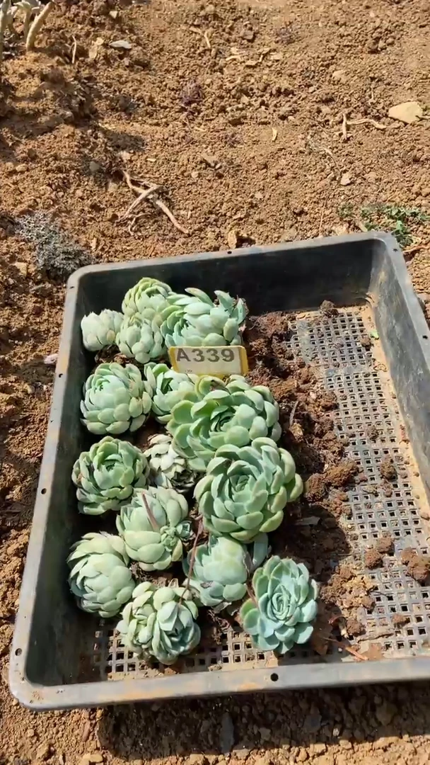 A339闪购清风花木兰多肉组合脱土发货