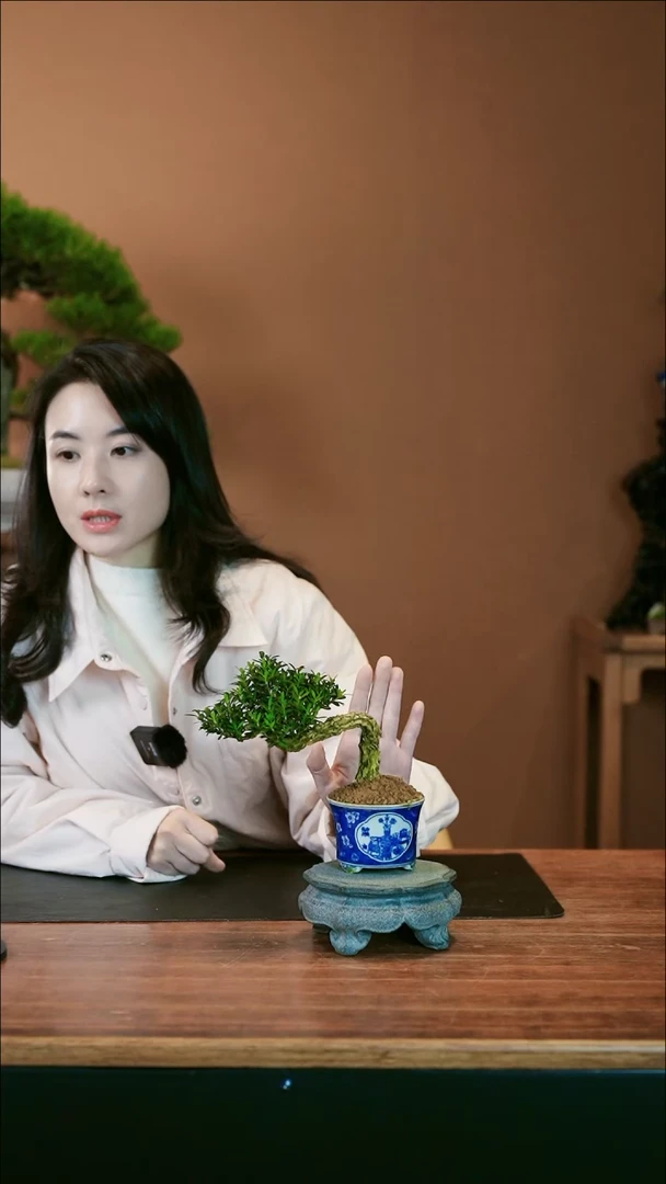 【闪购商品】盆景黄杨