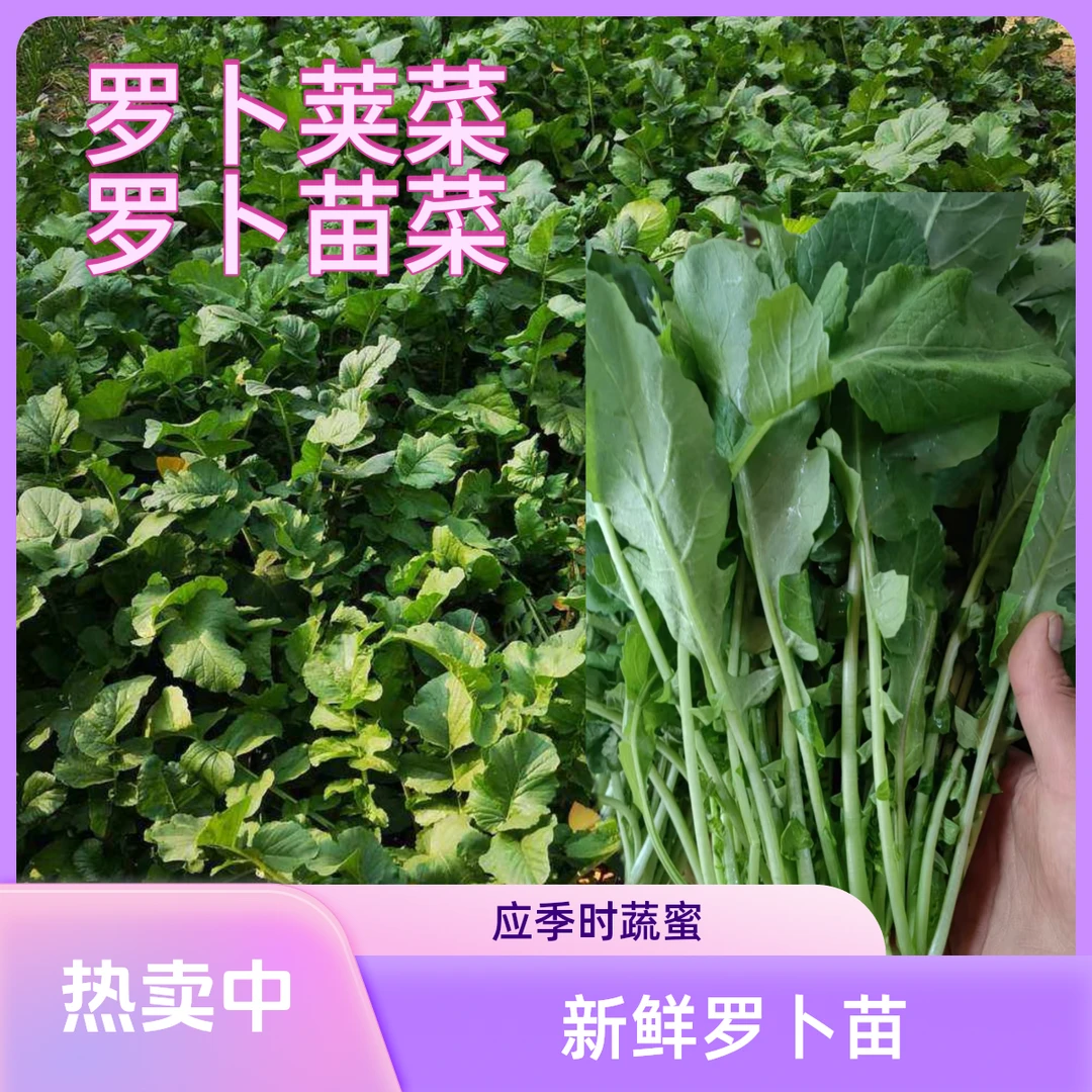 新鲜农家蔬菜罗卜苗菜罗卜荚菜火锅汤菜煮牛羊肉