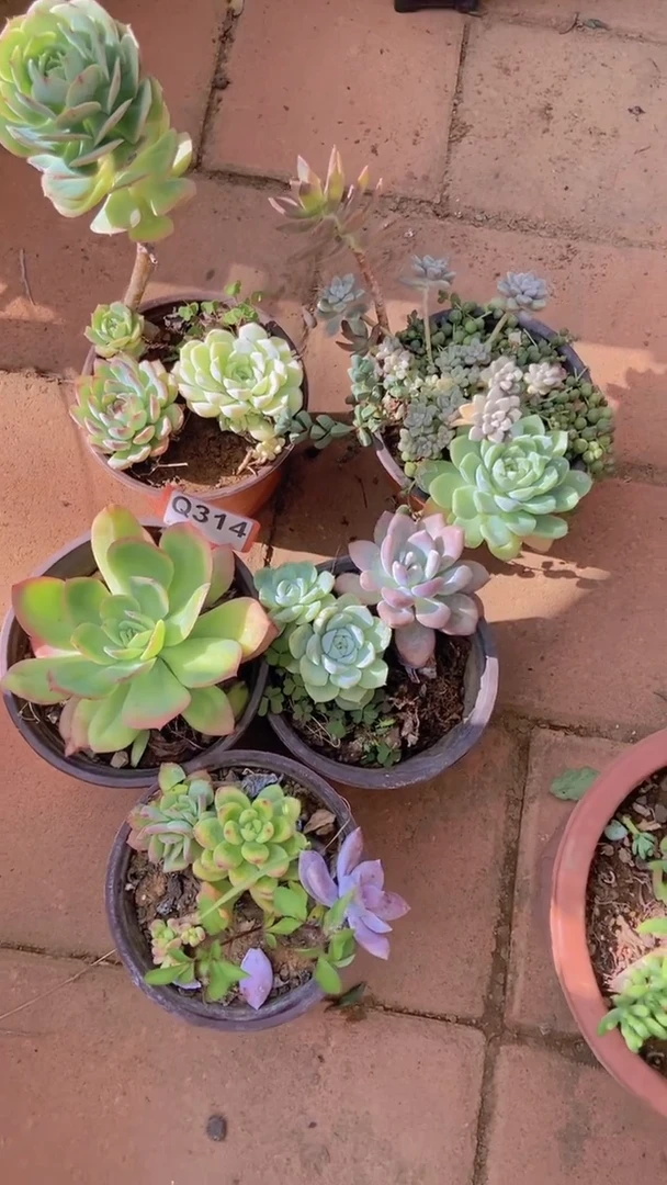 Q314多肉组合默认脱土发货