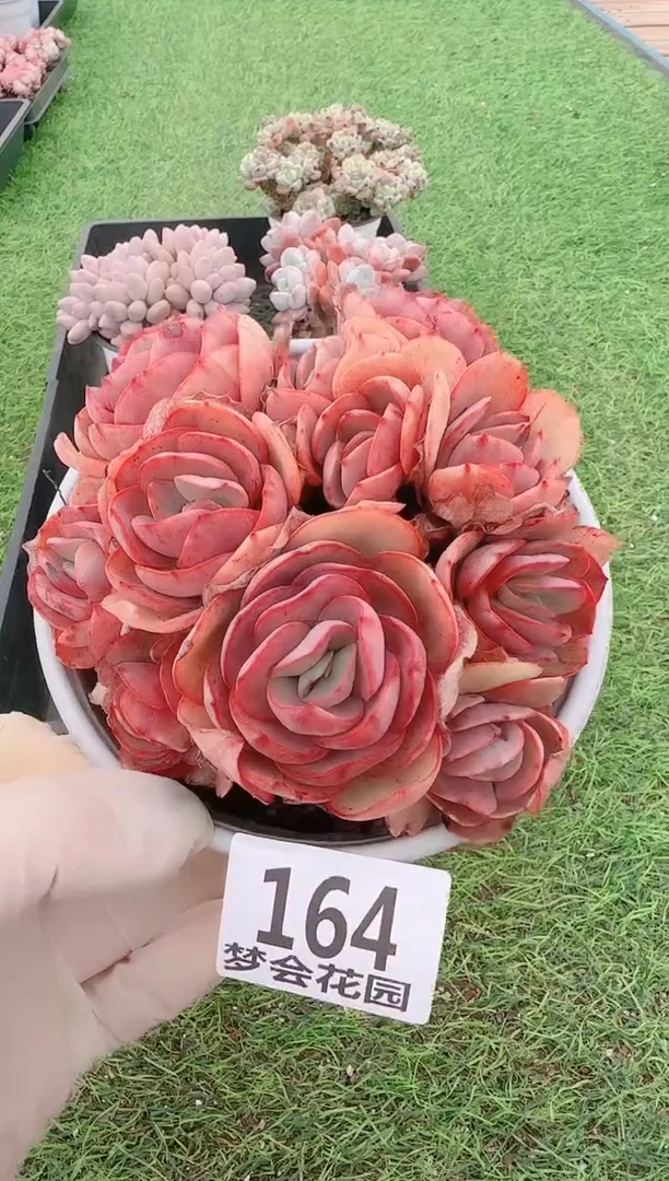 【闪购商品】梦会多肉一物一拍