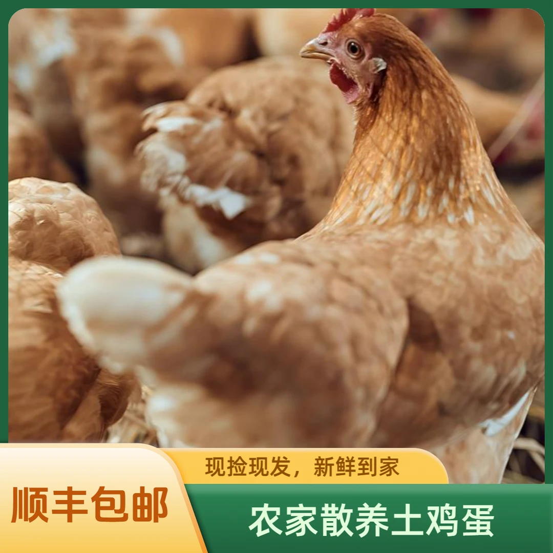 谷物喂养散养土鸡蛋（50枚）低月龄宝宝添加辅食推荐