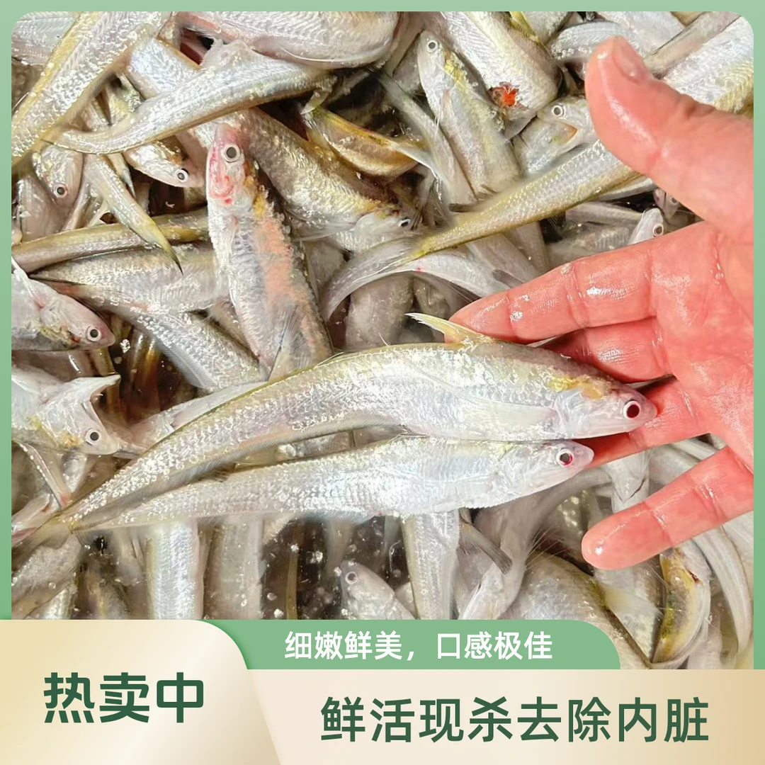 新鲜毛刀鱼刀鱼淡水鱼刀鲚毛鱼凤尾鱼毛草鱼鲜鱼现杀