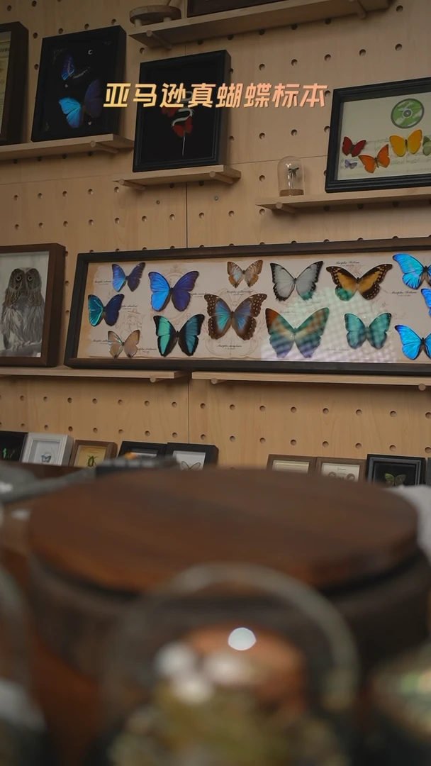 ✨*光蝴蝶标本摆件C169