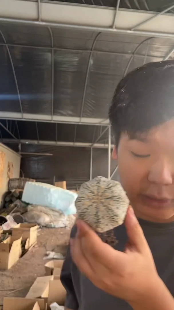 实生根 超浓白兜 6-8cm