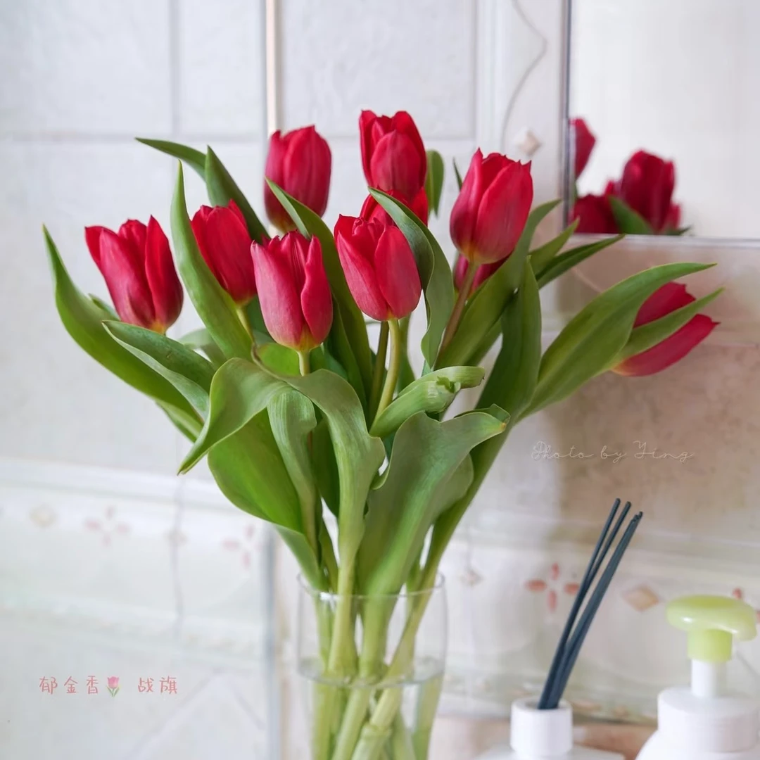 方德红色郁金香【一单鲜花发普通快递，两单鲜花升级顺丰冷链发货】
