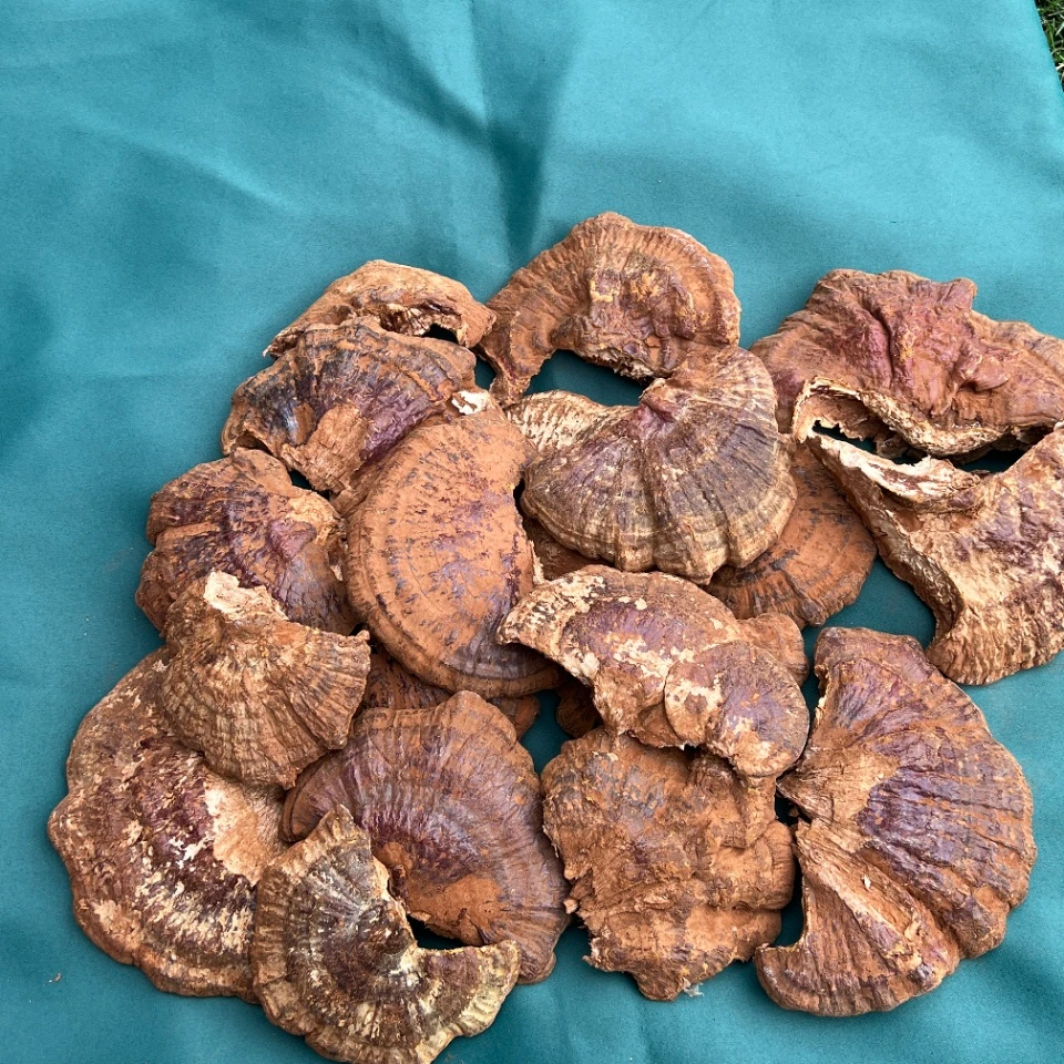 「佩玲粉丝专属」灵芝 500g包邮