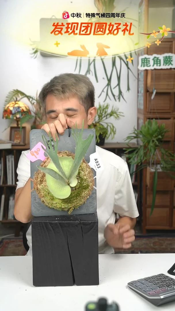 不开花植物A933-野银孢子苗