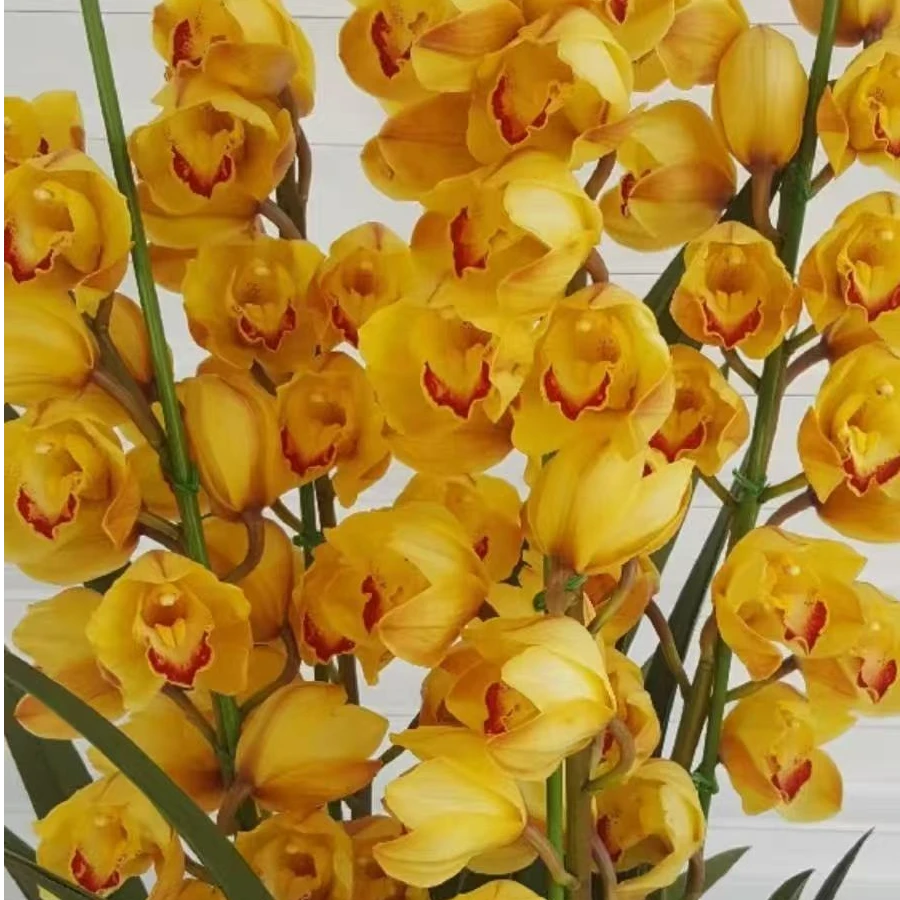 《金玉满堂》大落地高端室内盆栽云南大花蕙兰210口径