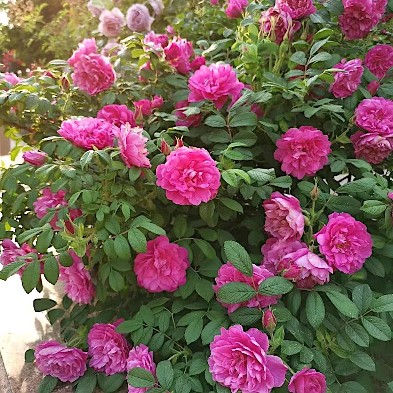 平阴玫瑰阳台盆栽玫瑰庭院地栽耐寒耐旱抗病勤花馥郁香气食用玫瑰