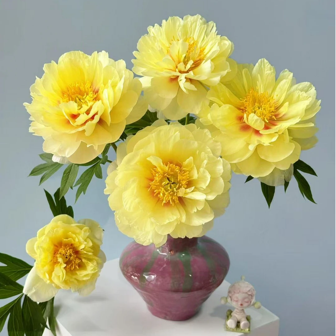 重瓣勺药鲜切花 巴茨拉勺药  产地直发 品质保证