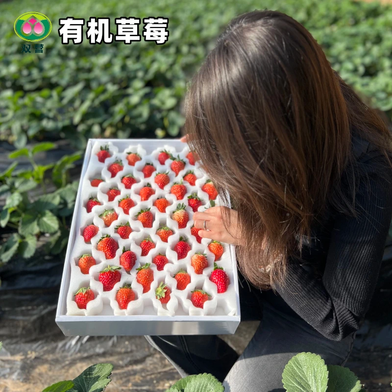 北京双营有机农场草莓满59顺丰 包邮北京市