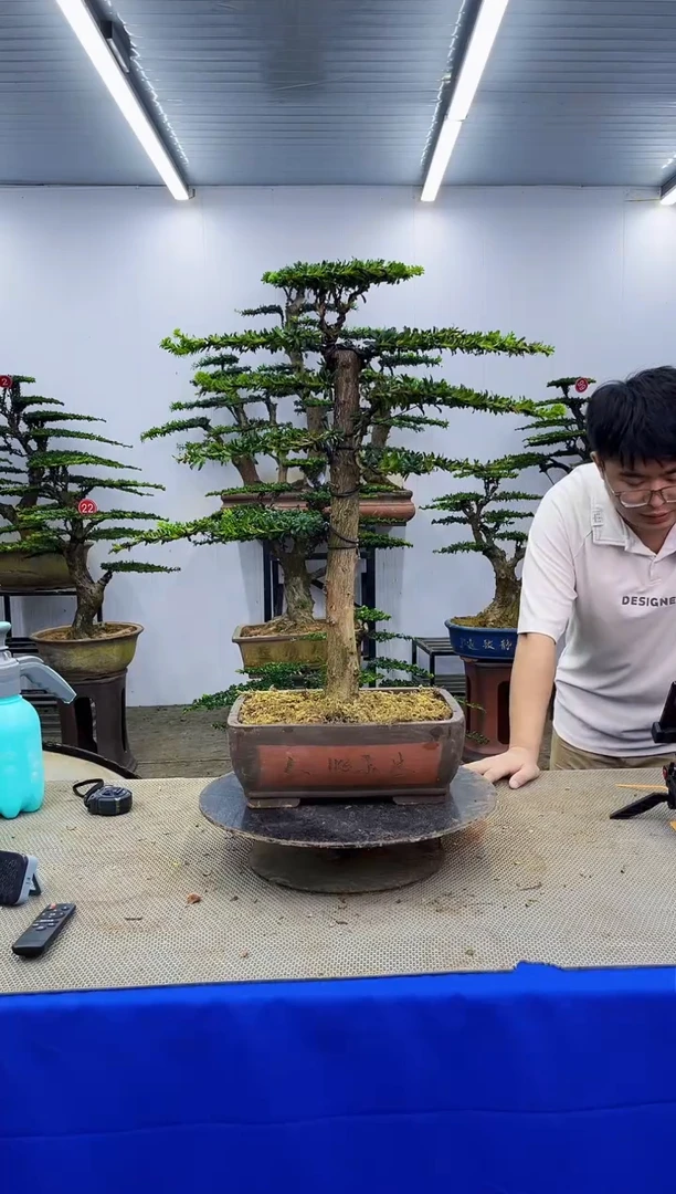 无花朵一物一拍，所见即所得