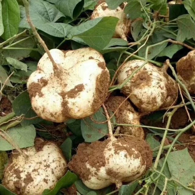 贵州黔东南新鲜现挖冰糖水果地萝卜脆甜香多汁当季水果沙葛