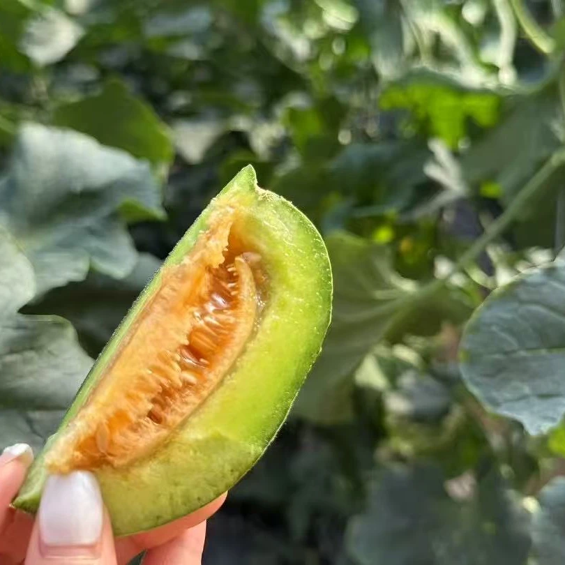 【颜果悦甄选】山东绿美人甜瓜-带瓤吃
