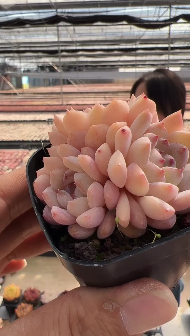 【闪购商品】粉红泡泡-