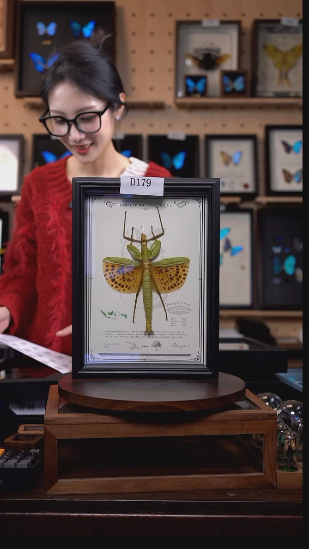 昆虫标本摆件竞拍d179