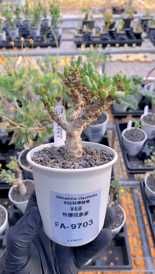 【闪购商品】卡拉菲厚敦菊FA-9703