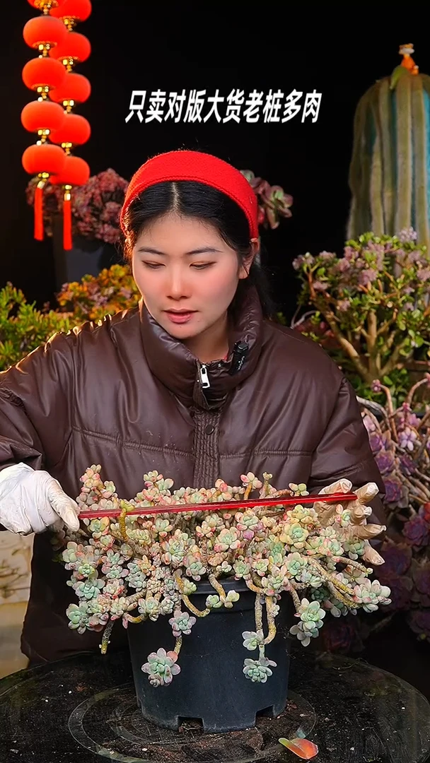 【闪购商品】劳尔32号