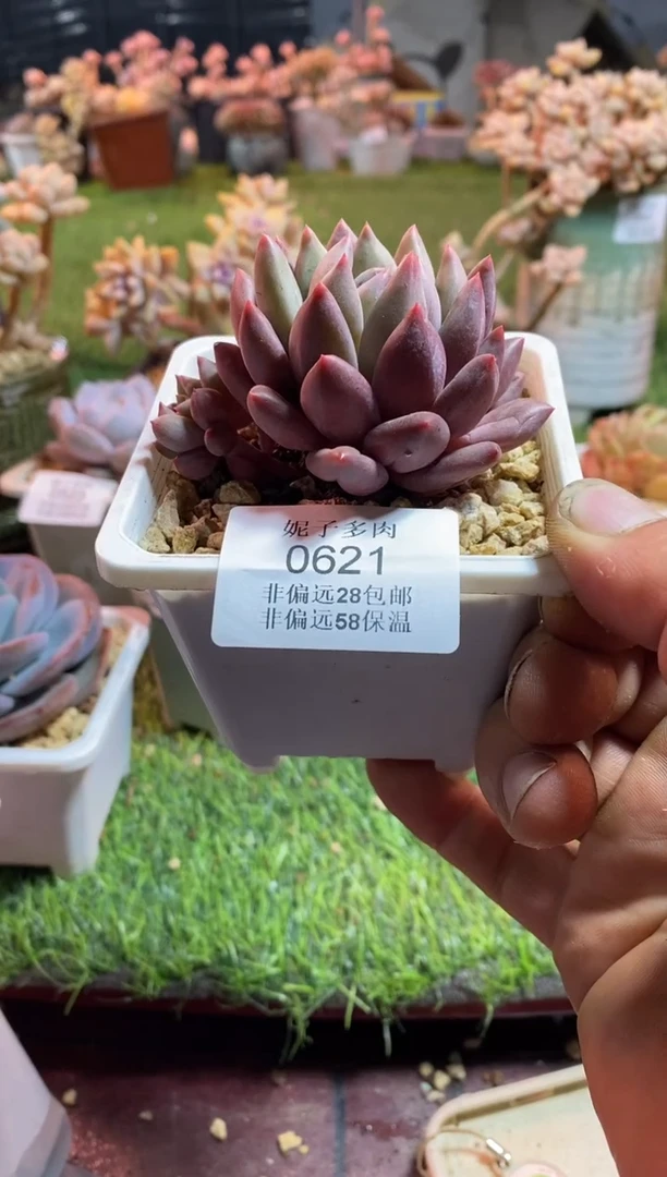 【闪购商品】红蜻蜓杂0621aaaa